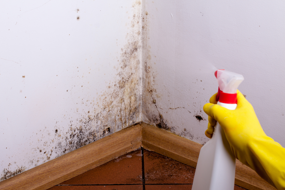 Mold Remediation Equipment in Florida | Types of Mold Found in Homes