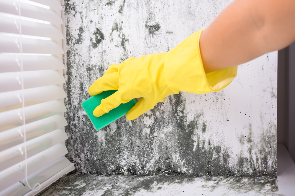 Mold Remediation Equipment in Florida | Signs There Might Be Mold